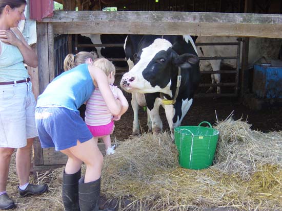 ig-07-25-kiss-cow