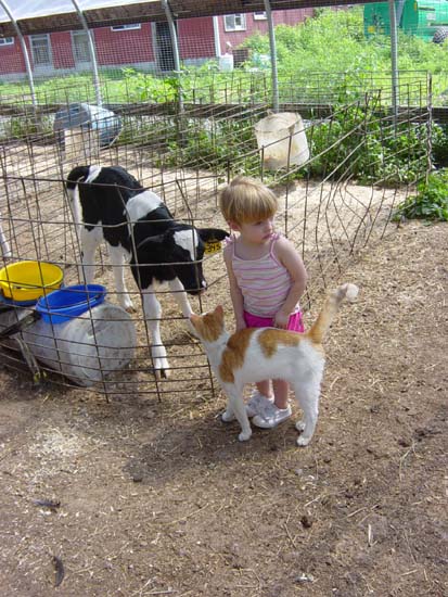 ik-07-25-mirin-calf-cat