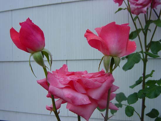 ml-06-11-roses-2